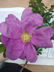 Rosa rugosa