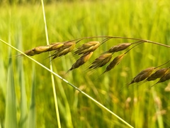 Bromus racemosus
