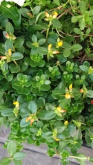 Portulaca oleracea