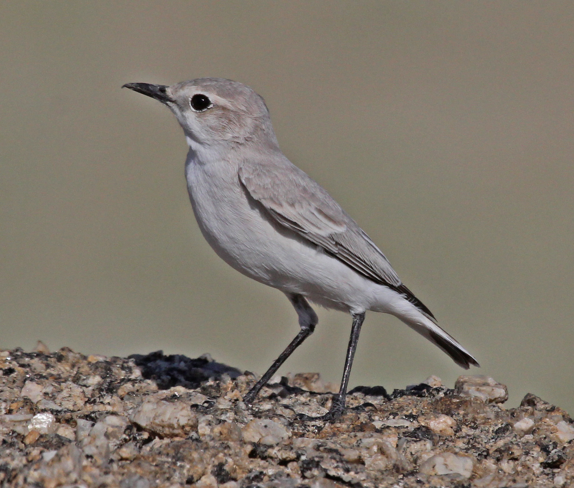 Tractrac Chat (Emarginata tractrac)