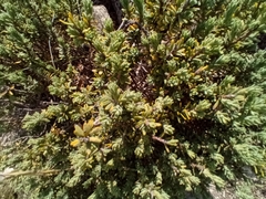 Thymelaea tinctoria
