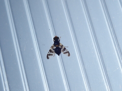 Rhagoletis cerasi