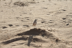 Tractrac Chat photo 3