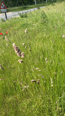 Dactylis glomerata
