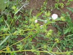 Malvalthaea transcaucasica