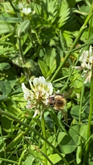 Bombus pascuorum