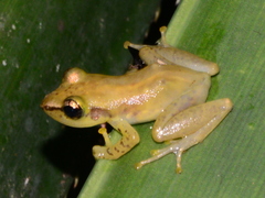 Guibemantis