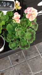 Pelargonium × hybridum