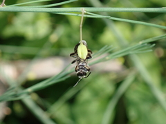 Lasioglossum sexnotatum