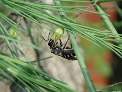 Lasioglossum sexnotatum