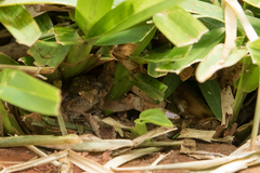 Phrynobatrachus mababiensis