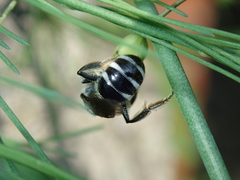 Lasioglossum sexnotatum