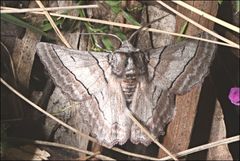 Hypobapta tachyhalotaria