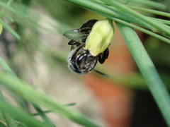 Lasioglossum sexnotatum