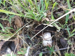 Agaricus bitorquis