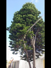 Araucaria
