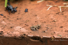 Phrynobatrachus mababiensis