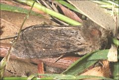 Oncopera rufobrunnea