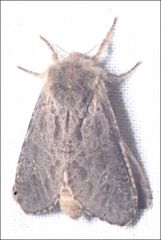 Oncopera rufobrunnea