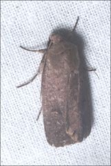 Oncopera rufobrunnea