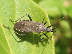Dicranocephalus marginicollis