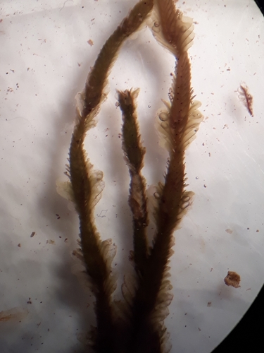 Plagiochila annotina