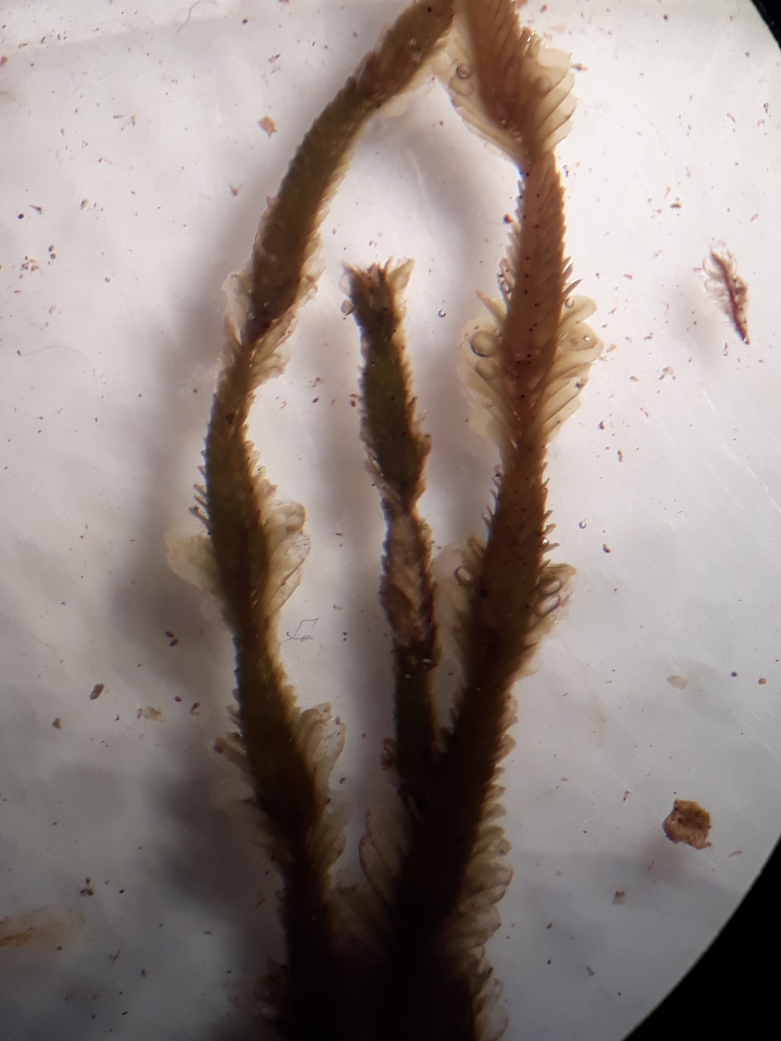 Plagiochila annotina