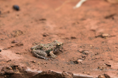 Phrynobatrachus mababiensis