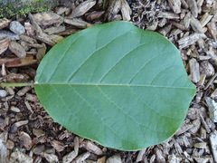 Magnolia sieboldii
