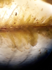 Plagiochila annotina