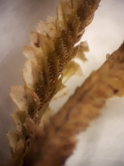 Plagiochila annotina