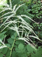 Aruncus dioicus