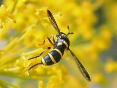Ceriana vespiformis