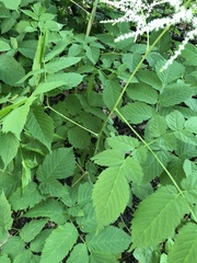 Aruncus dioicus