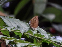Arhopala silhetensis