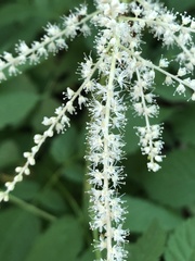 Aruncus dioicus