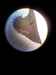 Plagiochila annotina