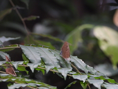 Arhopala silhetensis