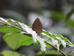 Arhopala silhetensis