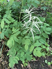 Aruncus dioicus