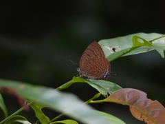 Arhopala silhetensis