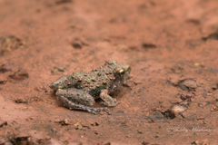 Phrynobatrachus mababiensis