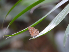 Poritia sumatrae