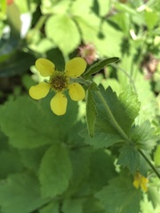 Geum urbanum