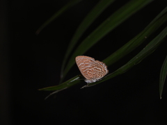 Poritia sumatrae