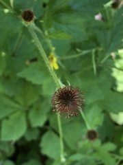 Geum urbanum