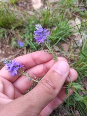 Veronica orsiniana