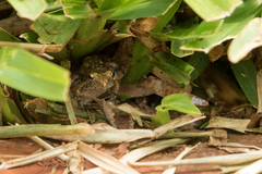 Phrynobatrachus mababiensis