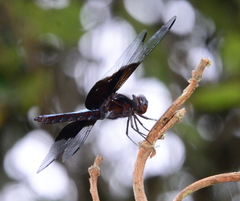 Thermorthemis madagascariensis