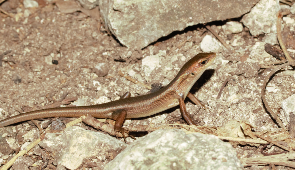 Curious Skink